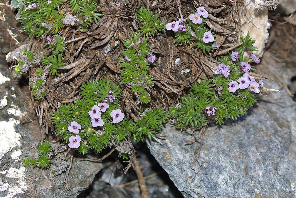 Petrocallis pyrenaica / Petrocallide dei Pirenei